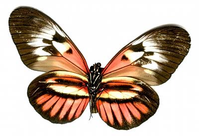 Butterfly 3 Photograph by Steven White Butterfly 3 Photograph by Steven White