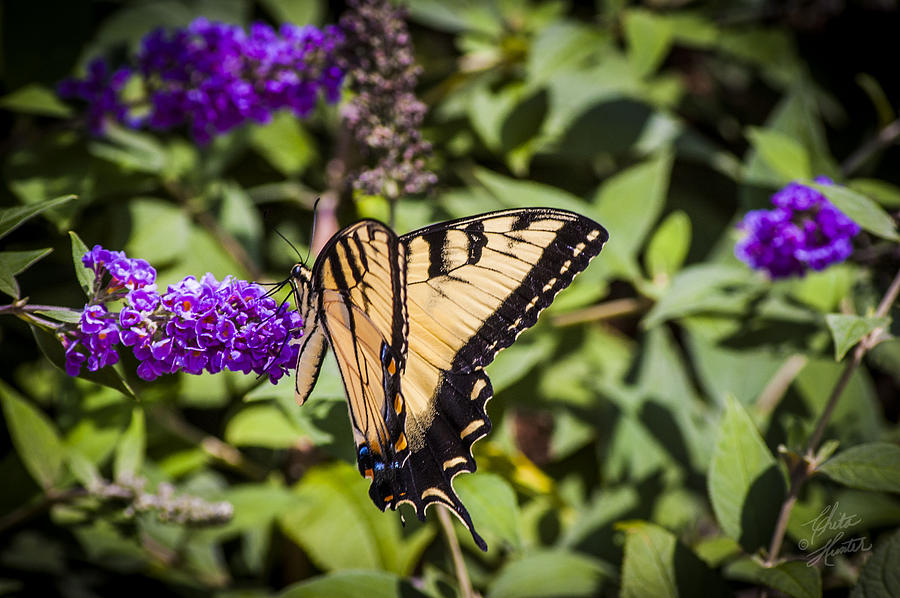 Butterfly 3 Photograph by Chita Hunter