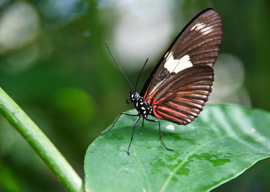 Butterfly 3 Photograph by Edward Myers