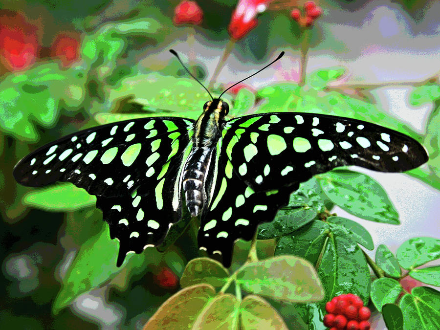 Butterfly 3 Photograph by Larry Oskin