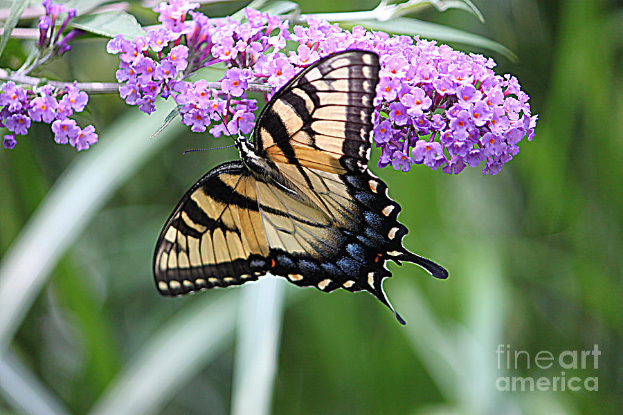 Butterfly Photograph - Butterfly 3 by Robert Sander