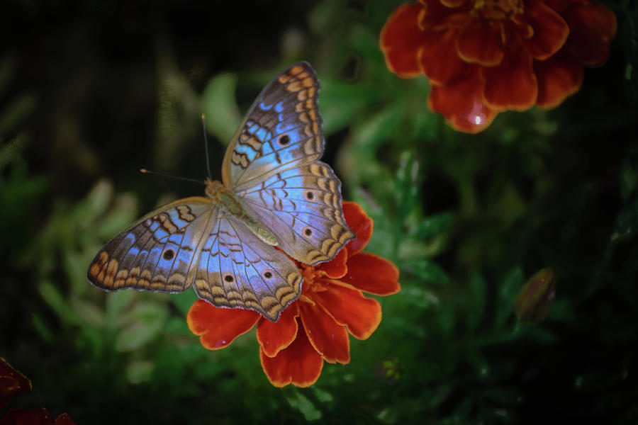 Butterfly 3 Photograph by Tony HUTSON