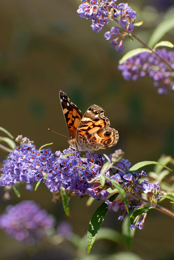 Butterfly 31 Photograph by Joyce StJames