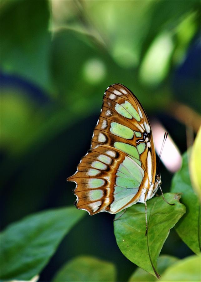 Butterfly 3433_2 Photograph by Steven Ward