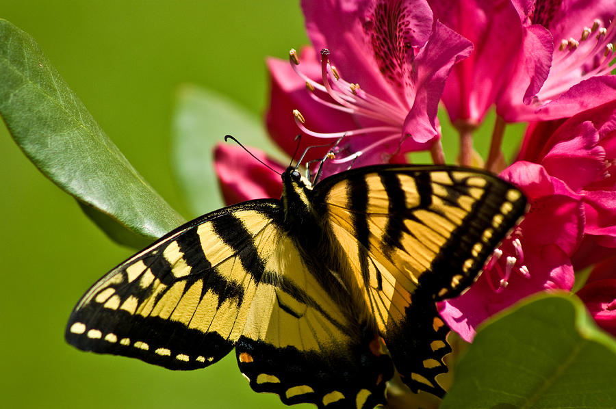 Butterfly 4  Photograph by Edward Myers