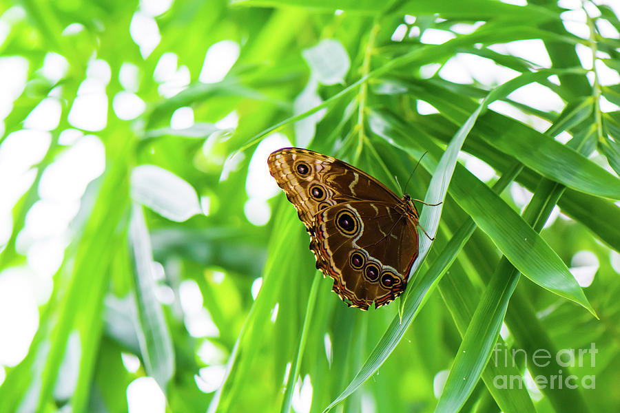 Butterfly 4 Photograph by Rafia Malik