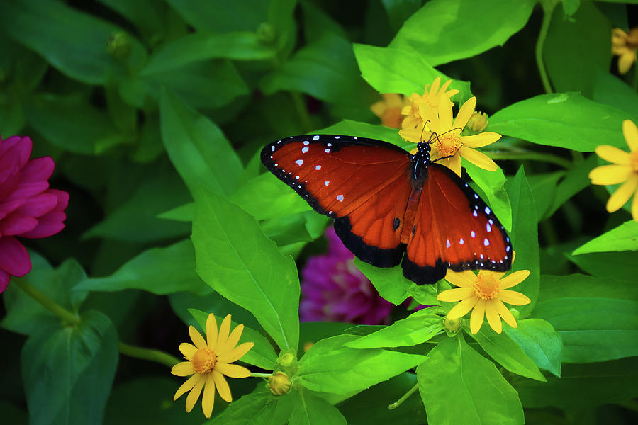 Butterfly 4 Photograph by Tony HUTSON