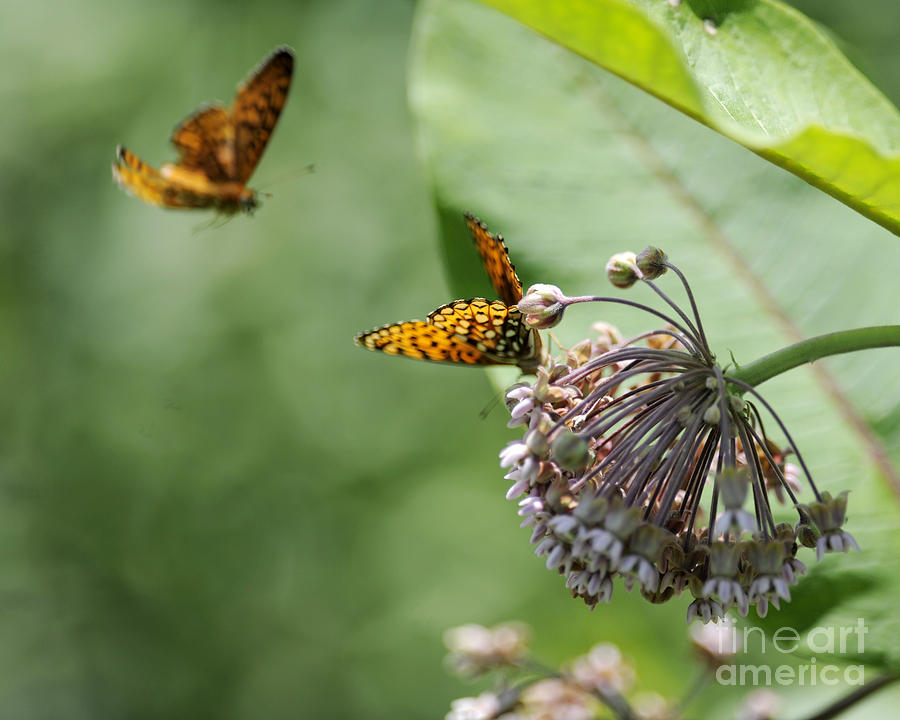 Butterfly #42 Photograph by Carien Schippers