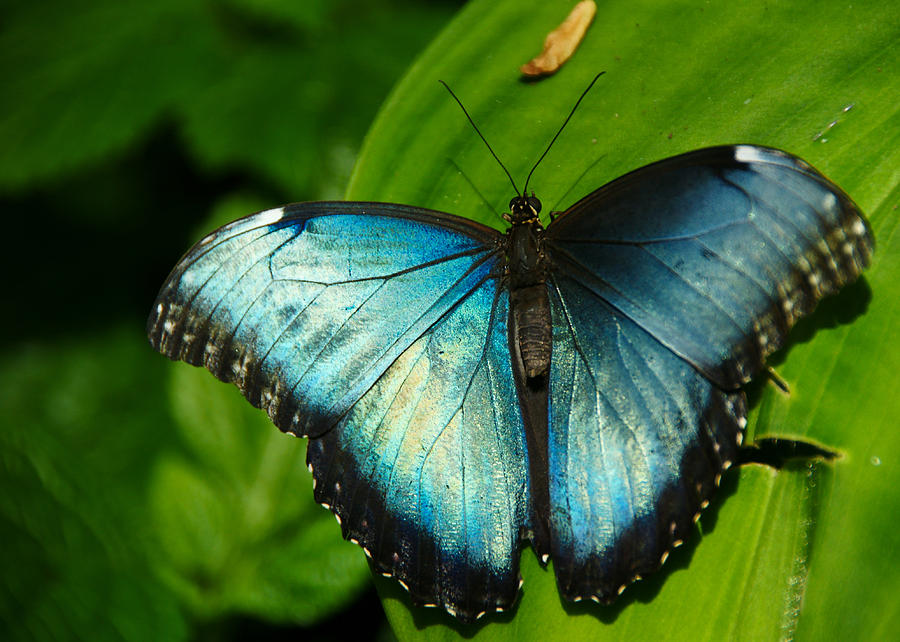 Butterfly 5 Photograph by Edward Myers