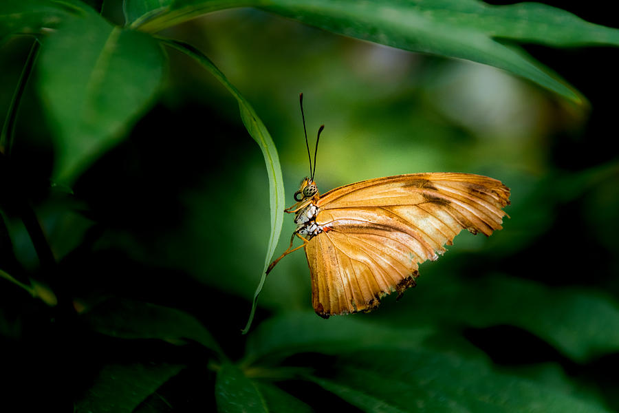 Butterfly 5 Photograph by Jay Stockhaus