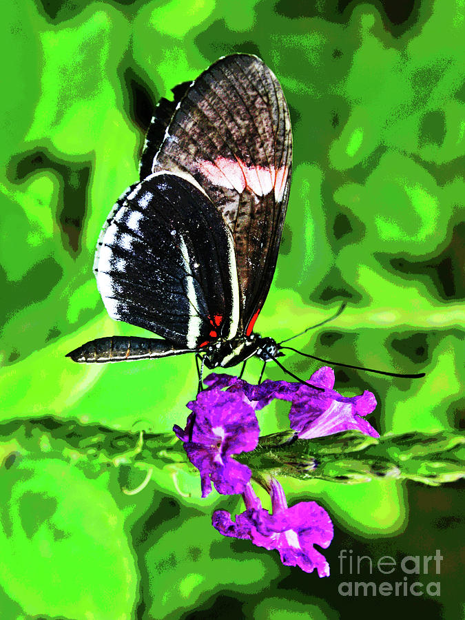Butterfly 5 Photograph by Larry Oskin