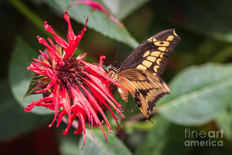 Butterfly Photograph - Butterfly 5 by Wesley Farnsworth