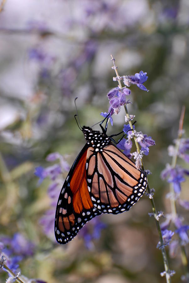 Butterfly 6 Photograph by Joyce StJames