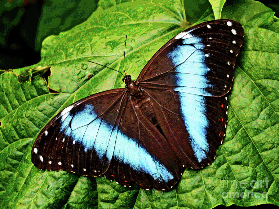 Butterfly 6 Photograph by Larry Oskin