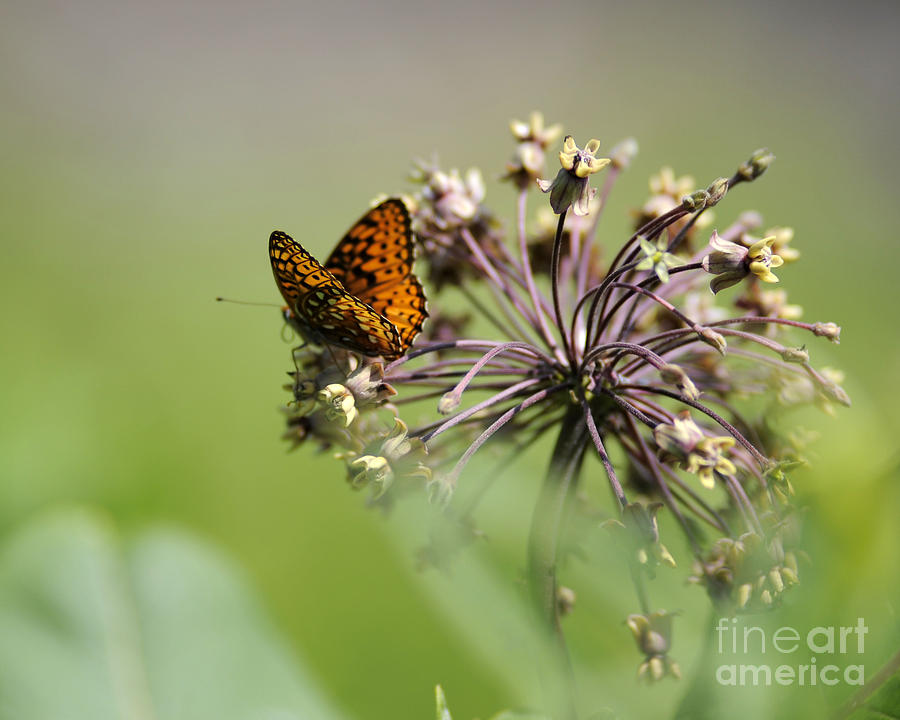 Butterfly #65 Photograph by Carien Schippers