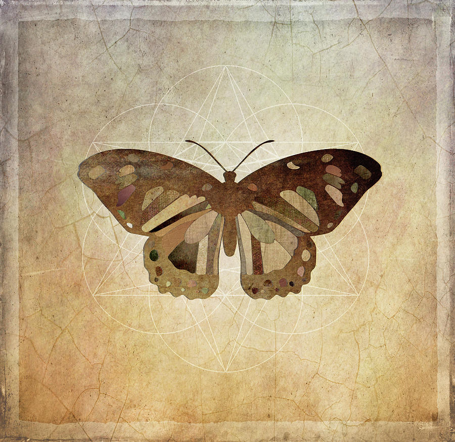 Butterfly 6a Digital Art by Terry Davis