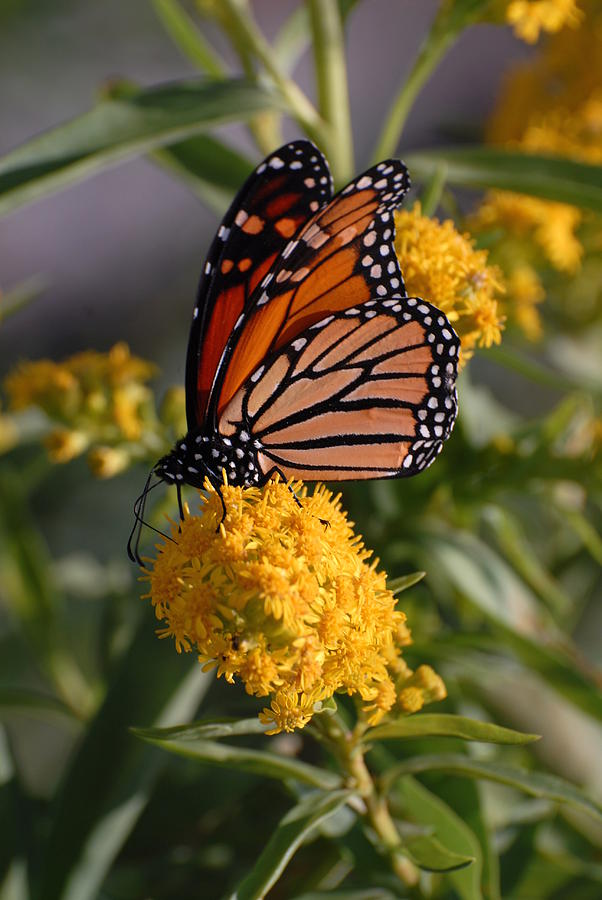 Butterfly 70 Photograph by Joyce StJames - Fine Art America