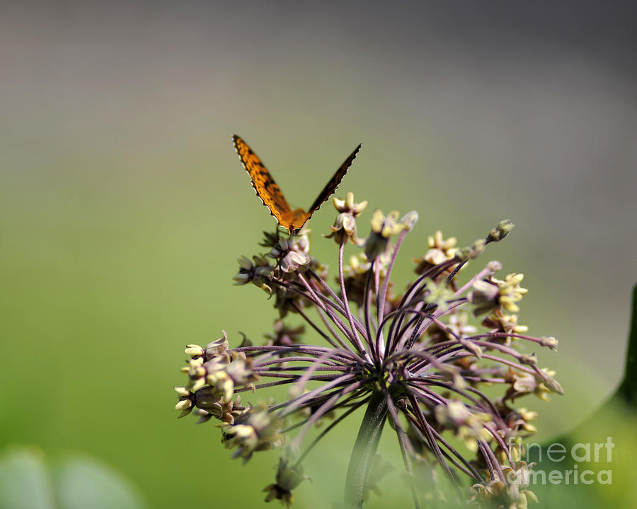 Butterfly #87 Photograph by Carien Schippers