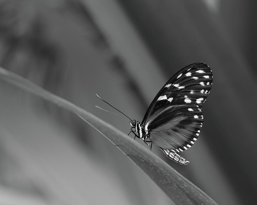 Butterfly 9 - black and white Photograph by Lee Hart - Fine Art America