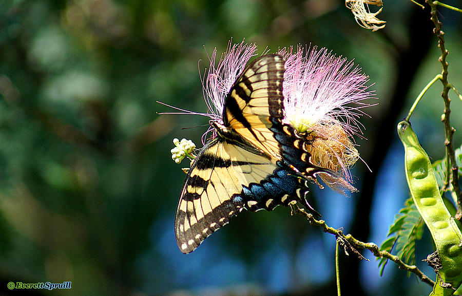 Butterfly A Photograph by Everett Spruill