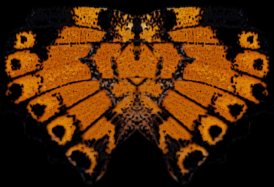 Butterfly Abstract Photograph by Jeff Phillippi