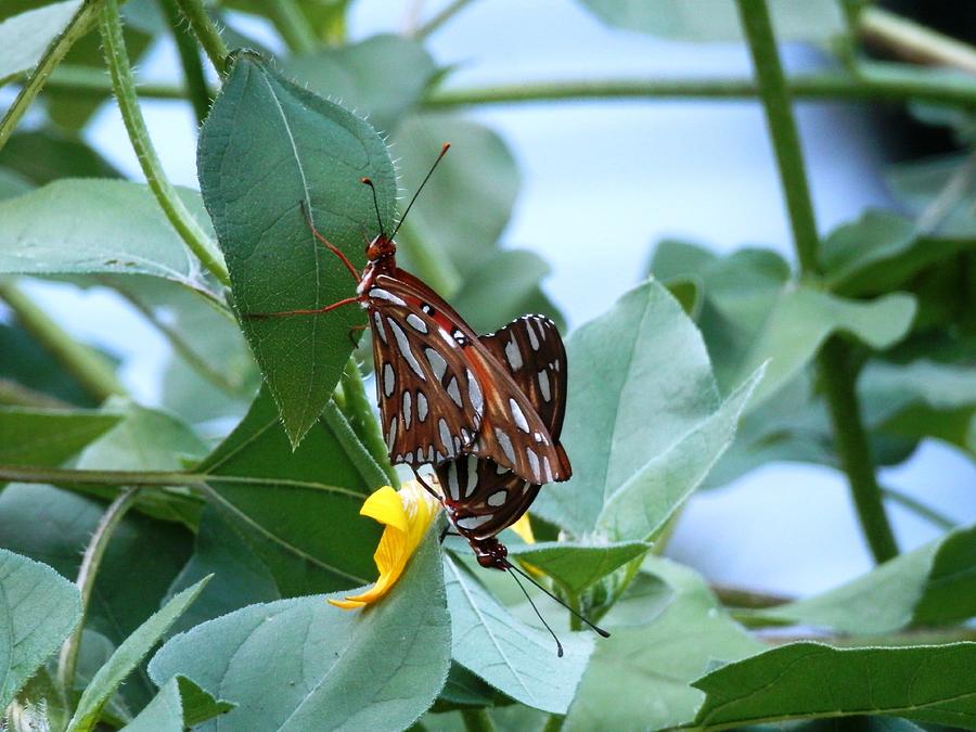 Butterfly Afternoon Mating Session Photograph by Belinda Lee