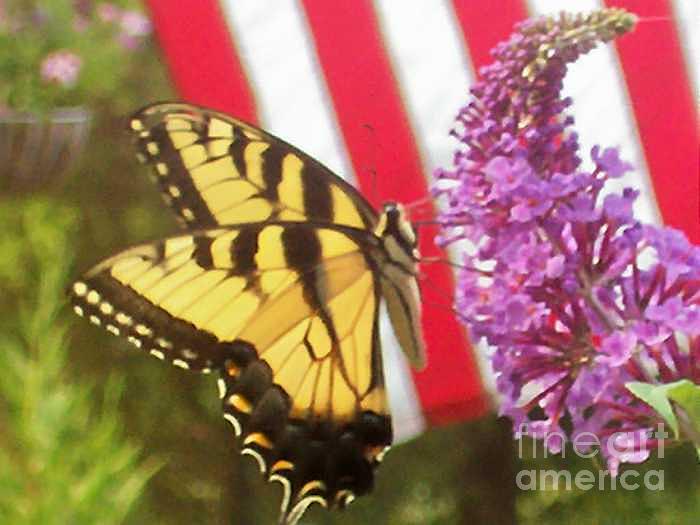 Butterfly against flag Photograph by Robin Hester