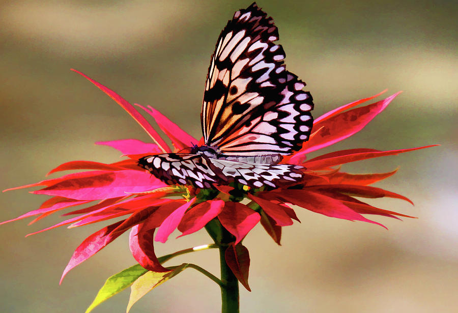 Butterfly Alight Photograph by Rochelle Berman