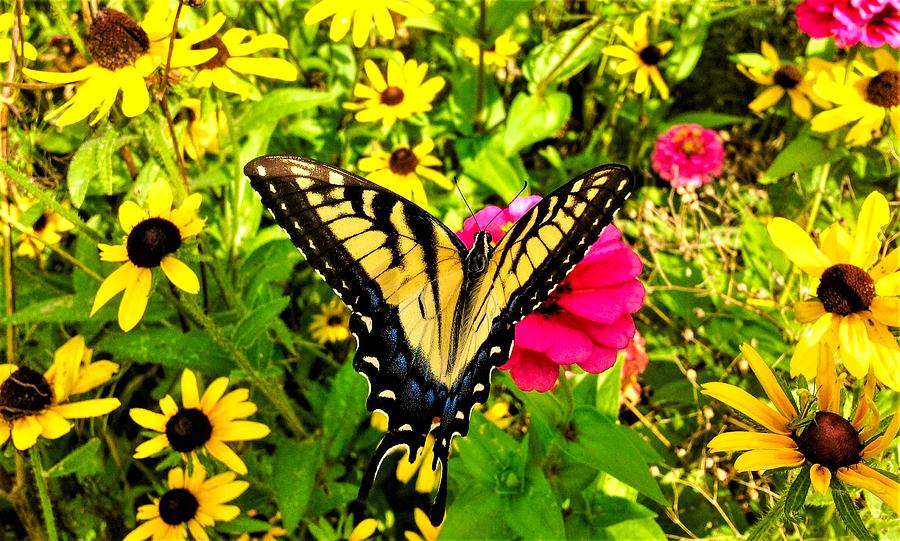 Butterfly Amidst The Flowers Photograph by Debra Lynch