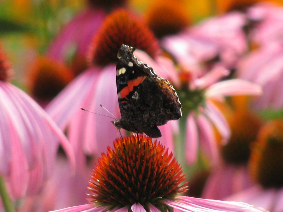 Butterfly Among Cone Flowers Photograph by Alfred Ng
