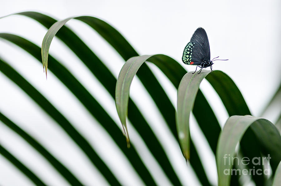 Butterfly Photograph - Butterfly by Anatolie Ciobanu