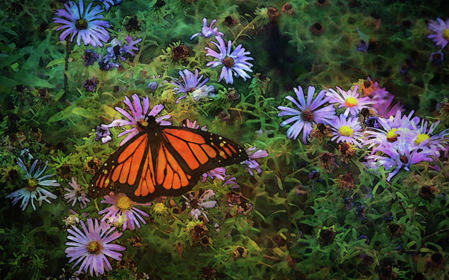 Butterfly and Aster 5626 DP_2 Photograph by Steven Ward