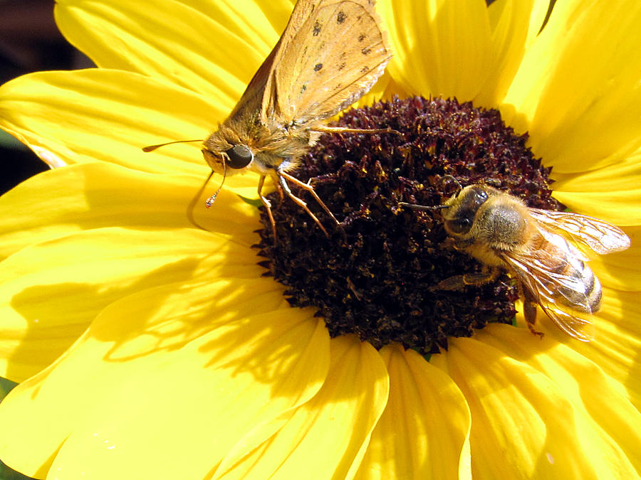 Butterfly and Bee   Photograph by Christopher Mercer
