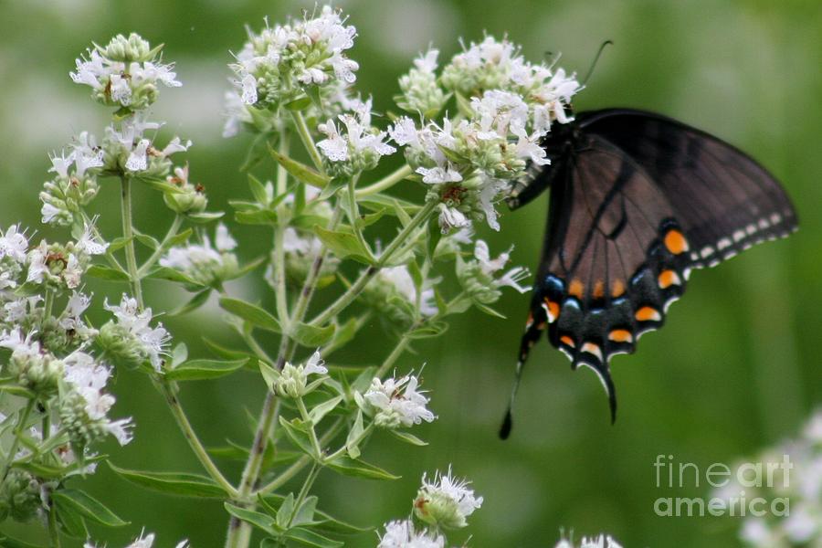 Butterfly And Blooms Photograph