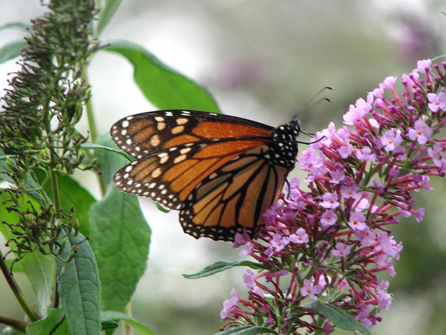 Butterfly and Blooms Photograph by Teresa Henry - Fine Art America