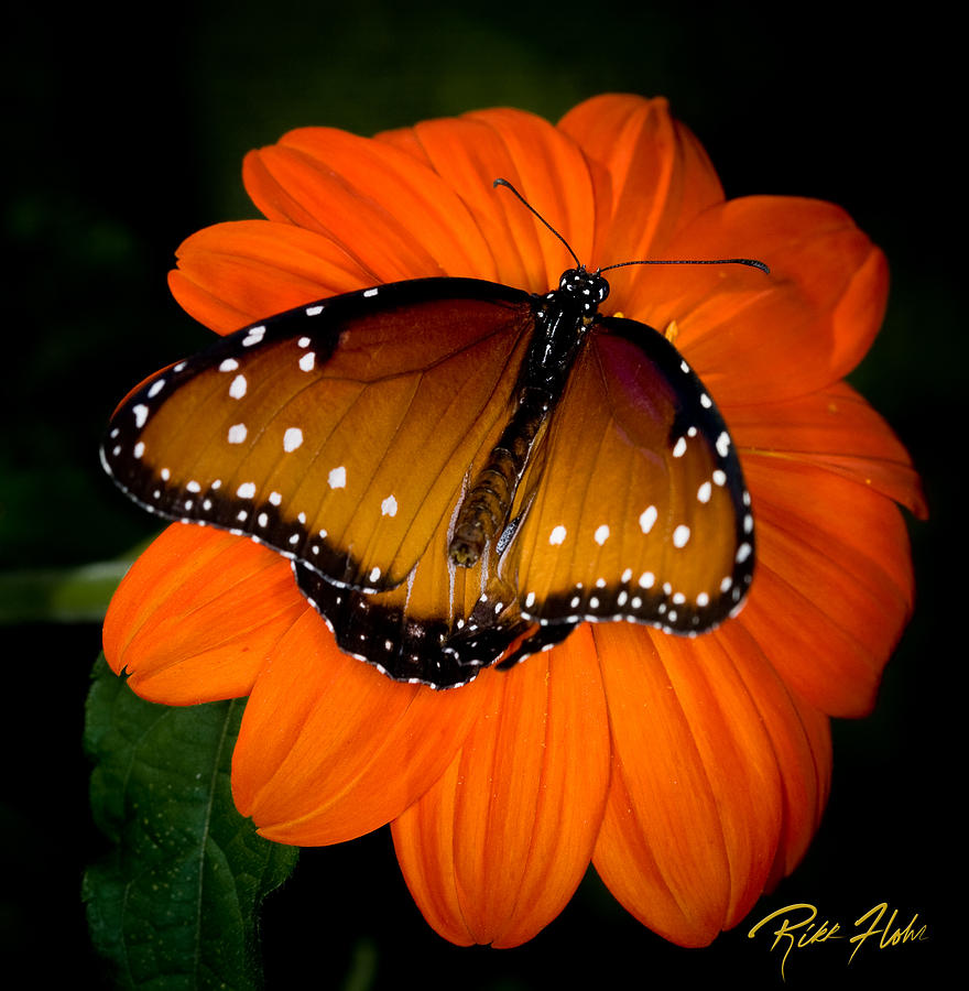 Butterfly and Blossom Photograph by Rikk Flohr