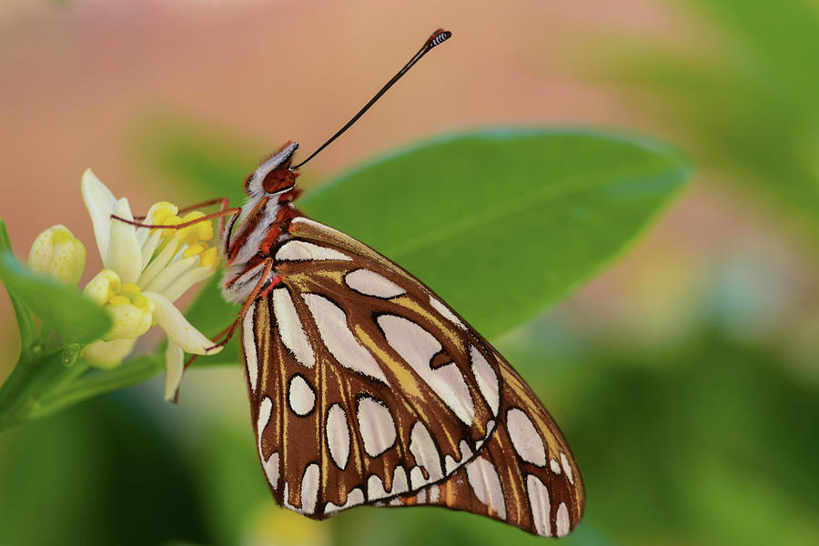 Butterfly Photograph - Butterfly and Blossom by Thomas Morris
