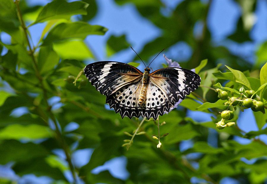 Butterfly and Blue Sky Photograph by Sandy Keeton