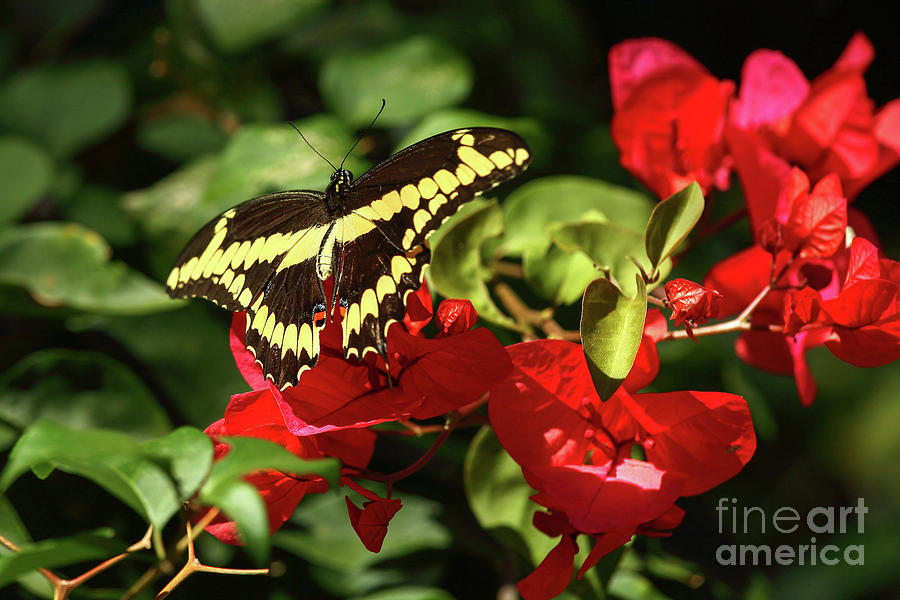 Butterfly and Bougainvillea  Photograph by Rick Mann