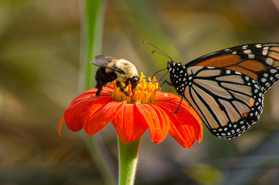 Butterfly and Bumble Bee by Willard Killough III Butterfly and Bumble Bee by Willard Killough III