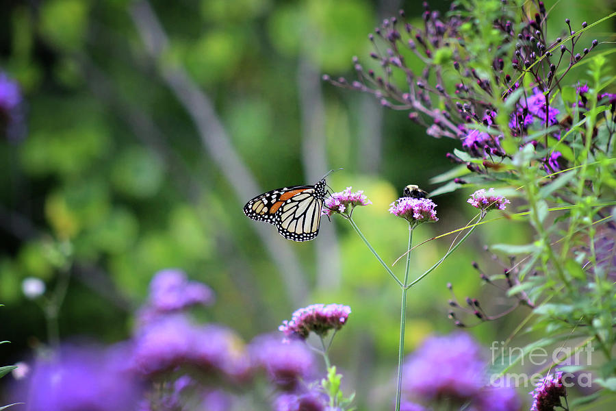 Butterfly and Bumblebee Buddies Photograph by Karen Adams