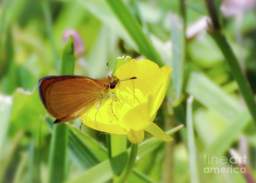 Butterfly and Buttercup Photograph by Kerri Farley