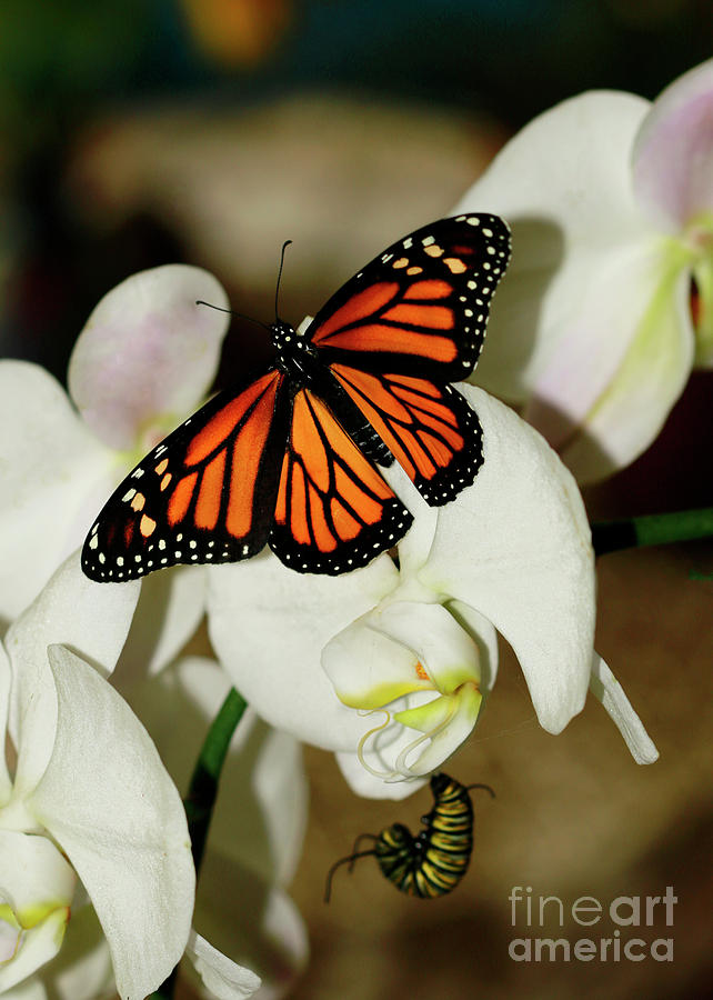Butterfly and Caterpillar on Orchid Photograph by Luana K Perez
