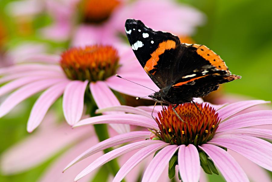 Butterfly and Cone Flowers Photograph by Larry Ricker