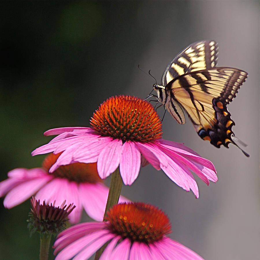 Butterfly and Coneflower Photograph by Byron Varvarigos