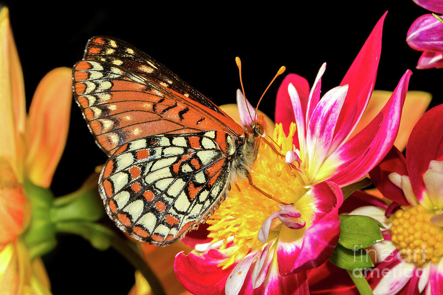 Butterfly And Dahlias Photograph by Mimi Ditchie