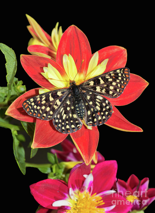 Butterfly And Dahlias On Black Photograph by Mimi Ditchie