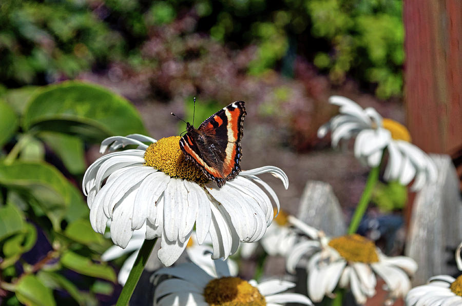 Butterfly and Daisy Photograph by Cathy Mahnke