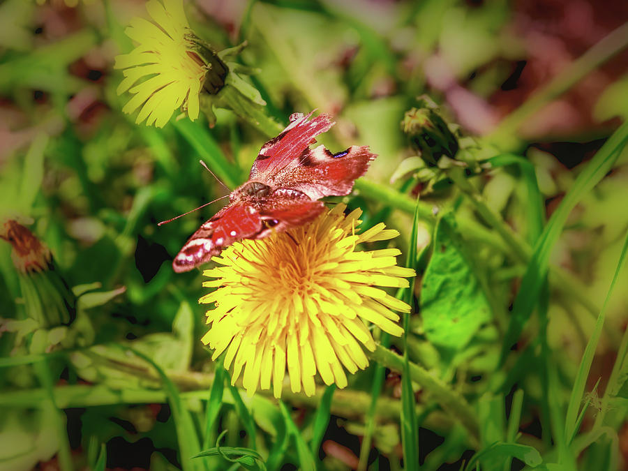 Butterfly and dandelion june 2016 Photograph by Leif Sohlman