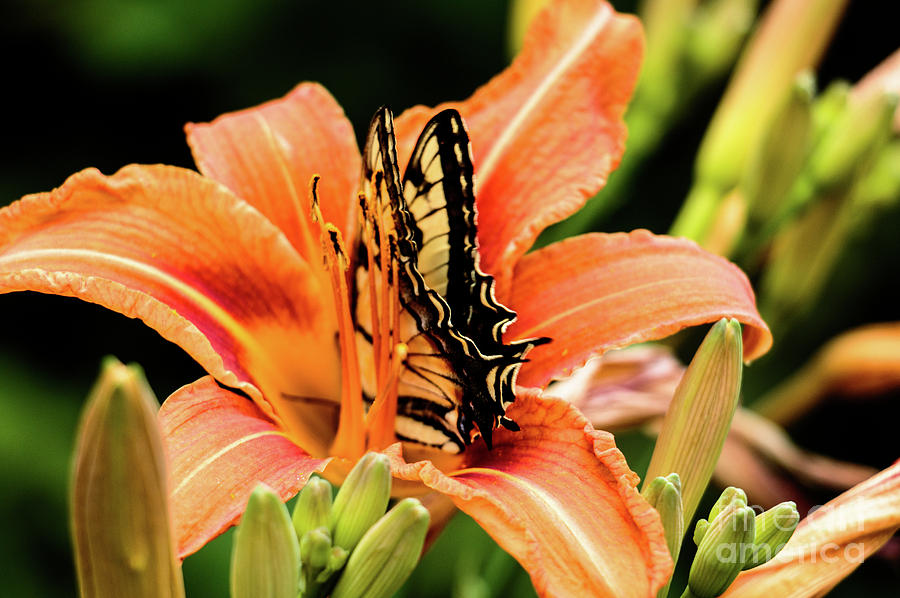Butterfly and Day Lily Photograph by Mim White